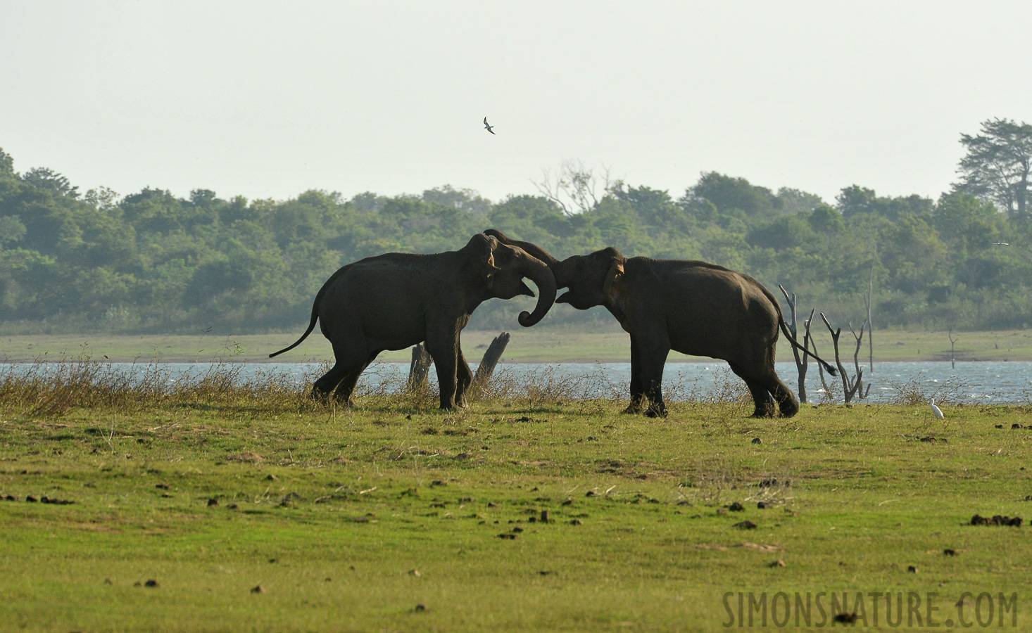 Elephas maximus maximus [550 mm, 1/1000 Sek. bei f / 9.0, ISO 800]